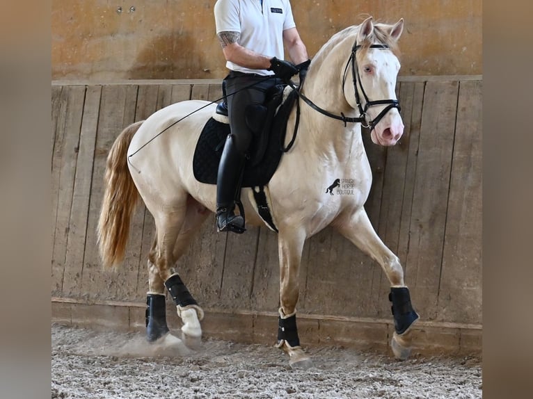 Lusitano Ogier 4 lat 159 cm Cremello in Mallorca