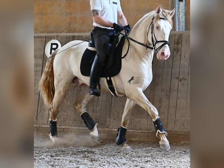 Lusitano Ogier 4 lat 159 cm Cremello in Mallorca