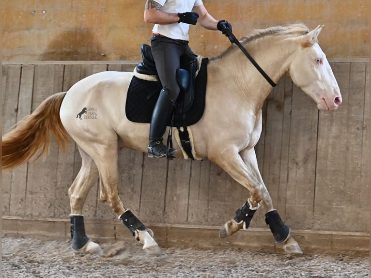 Lusitano Ogier 4 lat 159 cm Cremello in Mallorca