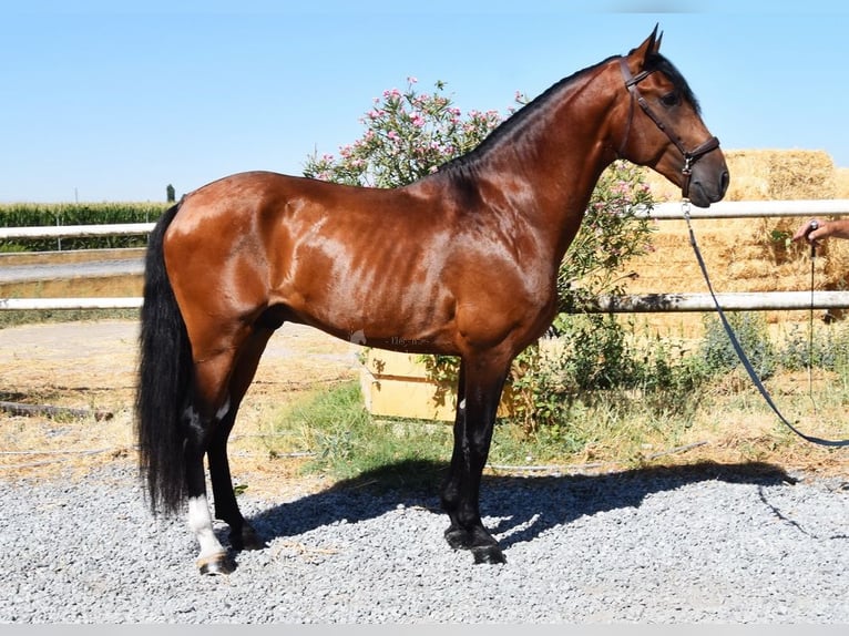 Lusitano Ogier 4 lat 159 cm Gniada in Miralvalles