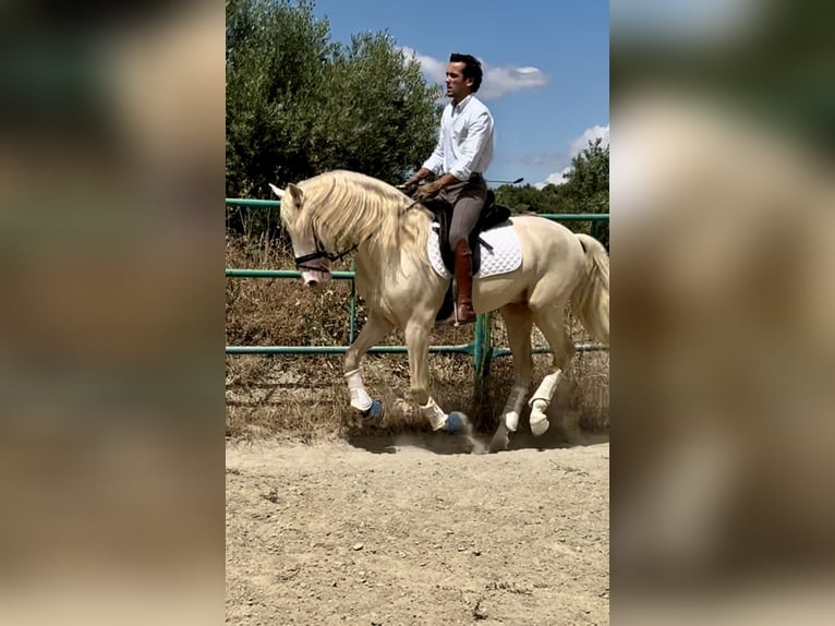 Lusitano Mix Ogier 4 lat 160 cm Cremello in Campillo De Arenas