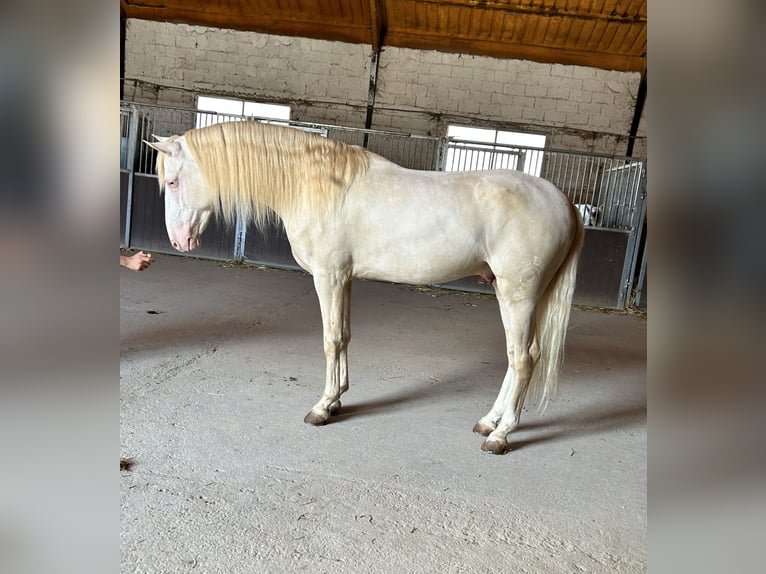 Lusitano Mix Ogier 4 lat 160 cm Cremello in Campillo De Arenas