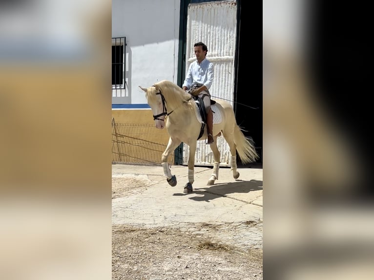 Lusitano Mix Ogier 4 lat 160 cm Cremello in Campillo De Arenas