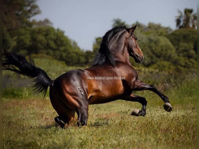 Lusitano Ogier 4 lat 161 cm Ciemnogniada in Sevilla
