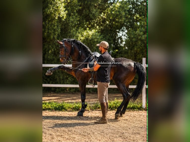 Lusitano Ogier 4 lat 161 cm Ciemnogniada in Sevilla