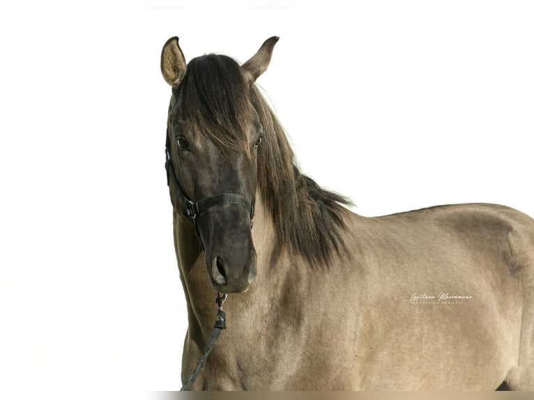 Lusitano Mix Ogier 4 lat 162 cm Grullo in Rio-Maior