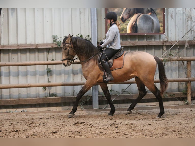 Lusitano Ogier 4 lat 162 cm Jelenia in Postfeld