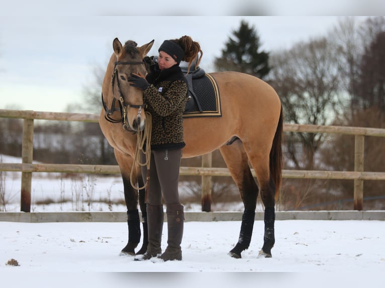 Lusitano Ogier 4 lat 162 cm Jelenia in Postfeld