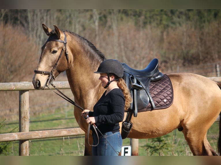 Lusitano Ogier 4 lat 162 cm Jelenia in Postfeld