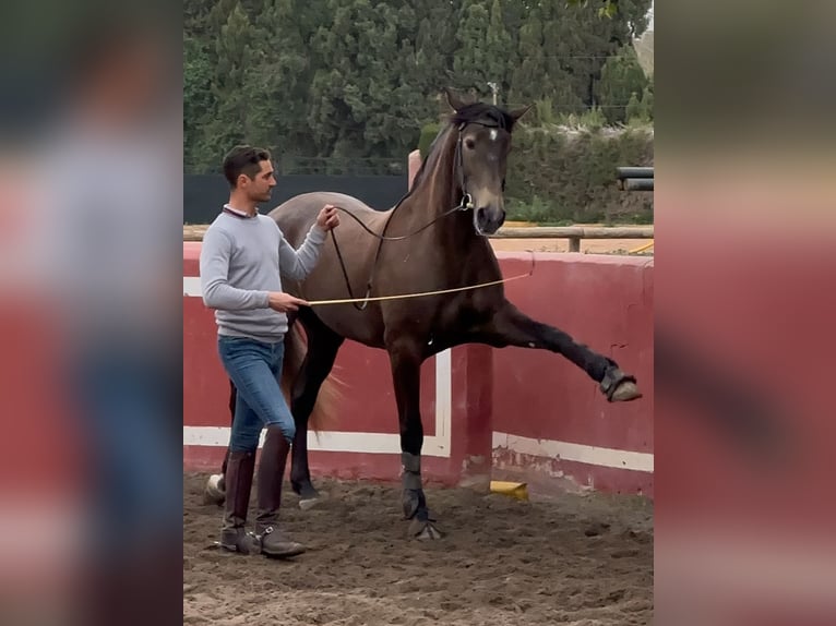 Lusitano Ogier 4 lat 162 cm Siwa jabłkowita in Martfeld