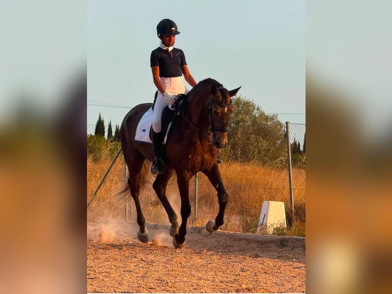 Lusitano Ogier 4 lat 162 cm Siwa jabłkowita in Martfeld