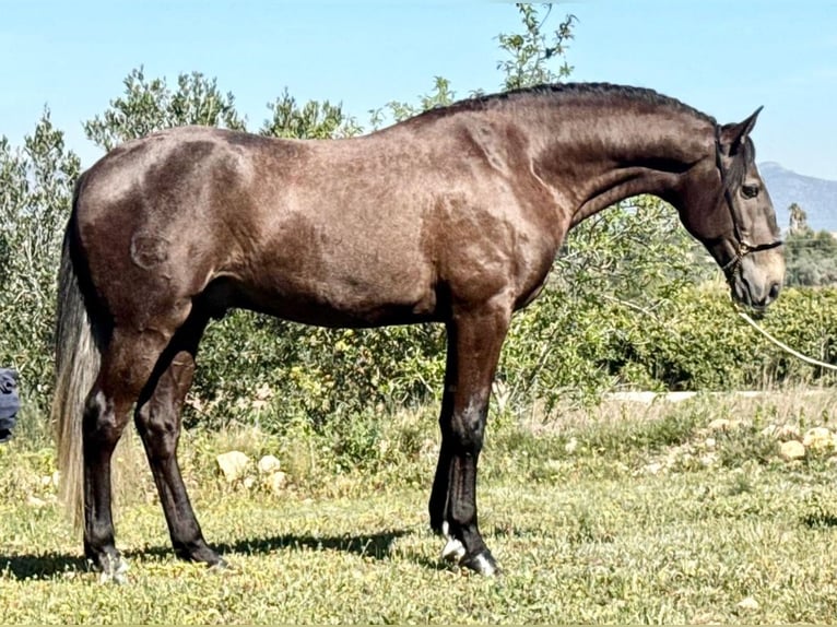 Lusitano Ogier 4 lat 162 cm Siwa jabłkowita in Martfeld
