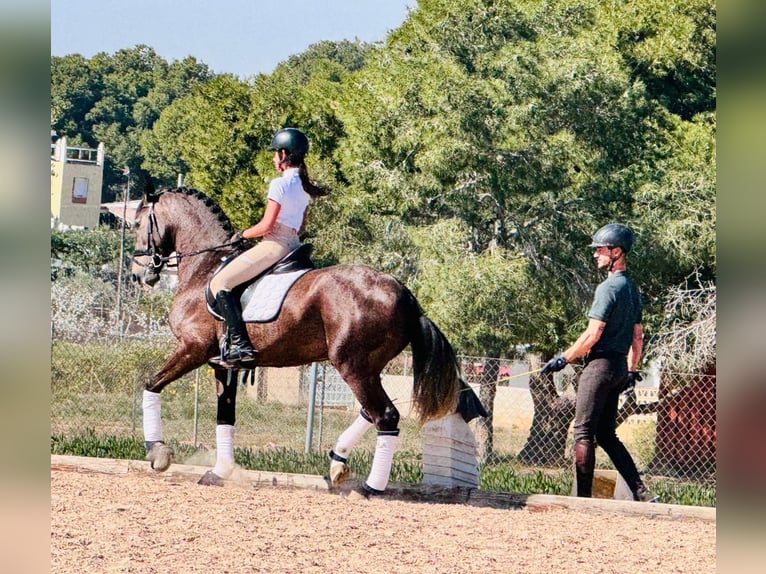 Lusitano Ogier 4 lat 162 cm Siwa jabłkowita in Martfeld