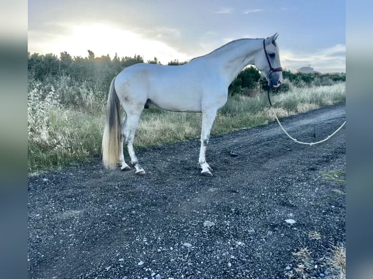 Lusitano Ogier 4 lat 162 cm Siwa in Galaroza (Huelva)