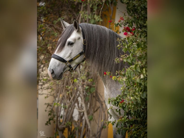 Lusitano Ogier 4 lat 162 cm Siwa in Coruche