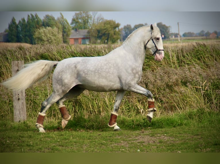 Lusitano Ogier 4 lat 162 cm Siwa in Bredene