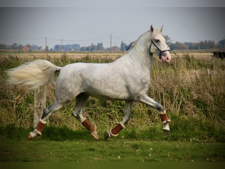 Lusitano Ogier 4 lat 162 cm Siwa in Bredene