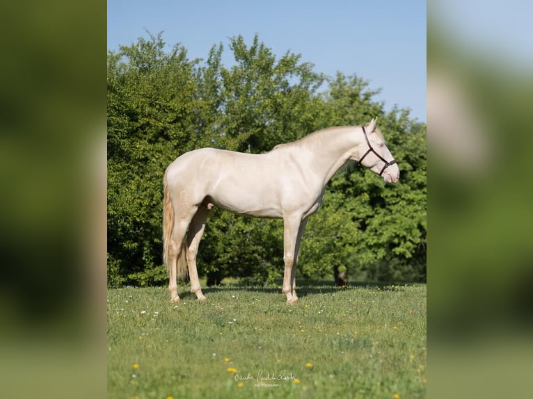 Lusitano Ogier 4 lat 163 cm Cremello in Argenbühl