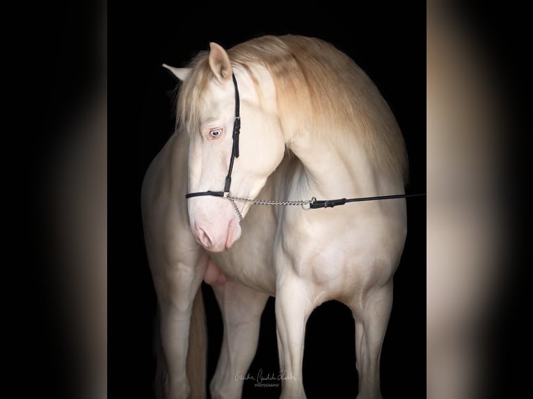 Lusitano Ogier 4 lat 163 cm Cremello in Argenbühl