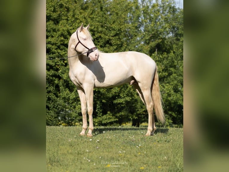 Lusitano Ogier 4 lat 163 cm Cremello in Argenbühl