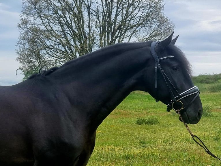 Lusitano Ogier 4 lat 163 cm Kara in Navas Del Madroño