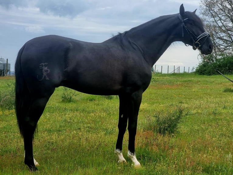 Lusitano Ogier 4 lat 163 cm Kara in Navas Del Madroño