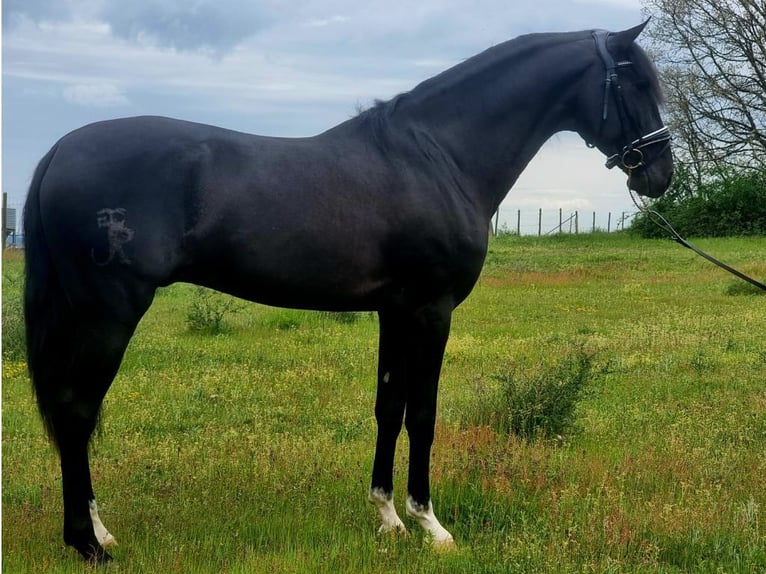 Lusitano Ogier 4 lat 163 cm Kara in Navas Del Madroño