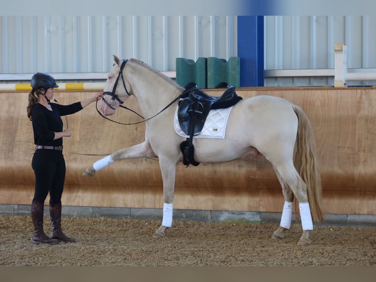 Lusitano Ogier 4 lat 163 cm Perlino in Dirlewang