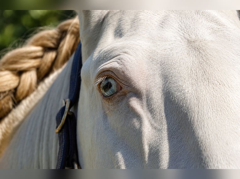 Lusitano Ogier 4 lat 163 cm Perlino in Dirlewang