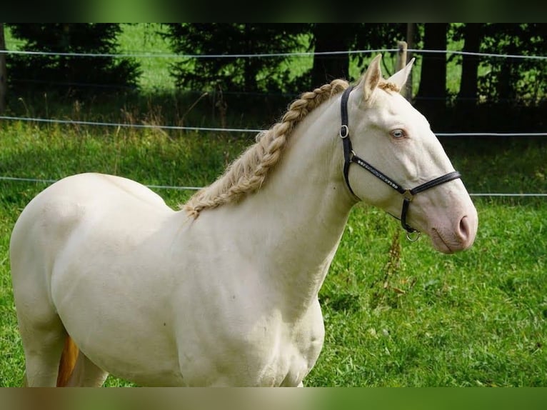 Lusitano Ogier 4 lat 163 cm Perlino in Dirlewang