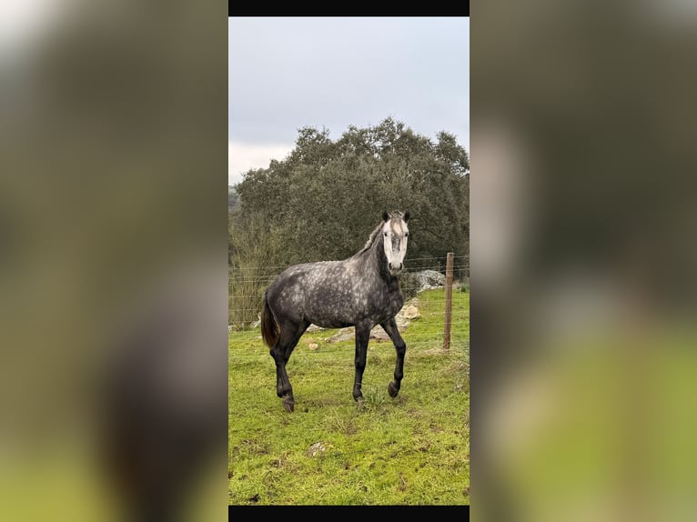 Lusitano Ogier 4 lat 163 cm Siwa jabłkowita in Vila Viçosa