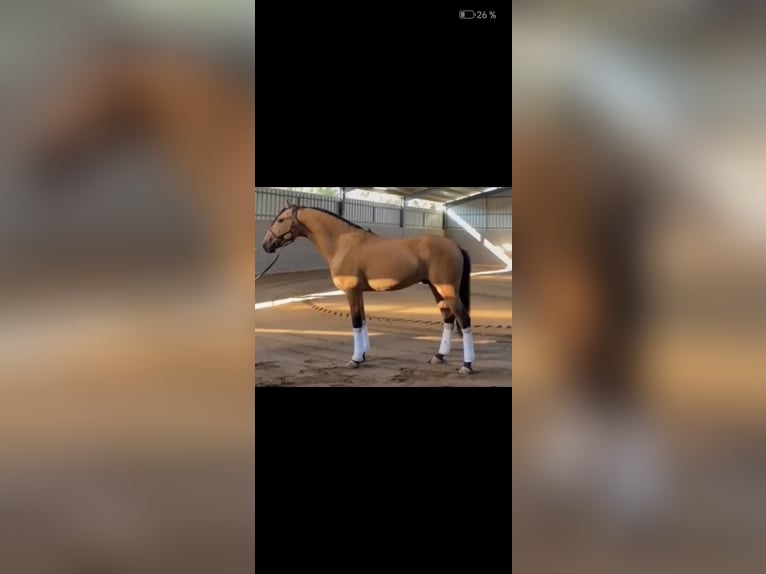 Lusitano Ogier 4 lat 164 cm Bułana in Ciudad Bosque De Los Arroyos (Urbanizacion)
