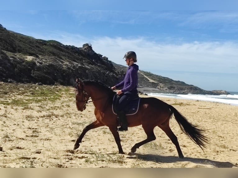Lusitano Ogier 4 lat 164 cm Gniada in Irschenberg
