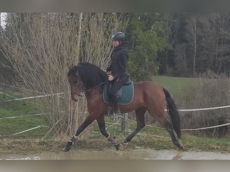 Lusitano Ogier 4 lat 164 cm Gniada in Irschenberg