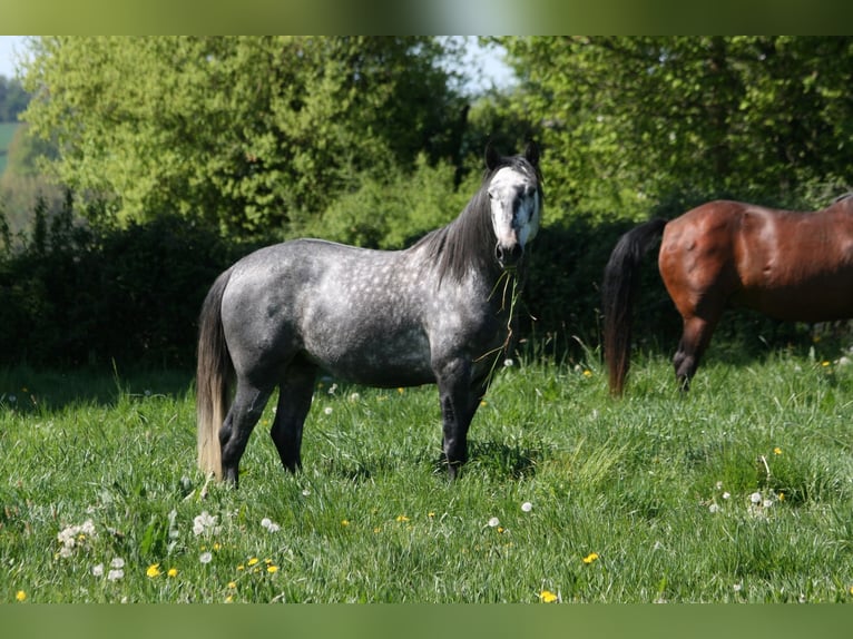 Lusitano Ogier 4 lat 164 cm Siwa in Saligny sur Roudon