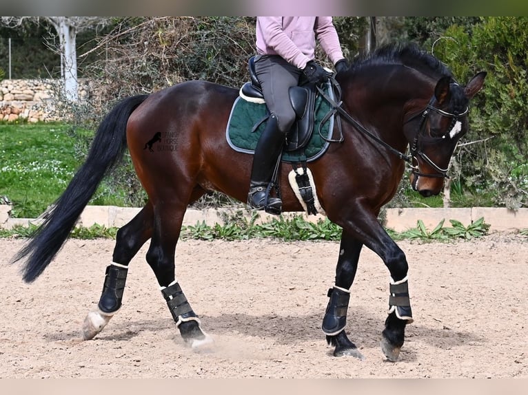 Lusitano Ogier 4 lat 165 cm Gniada in Mallorca