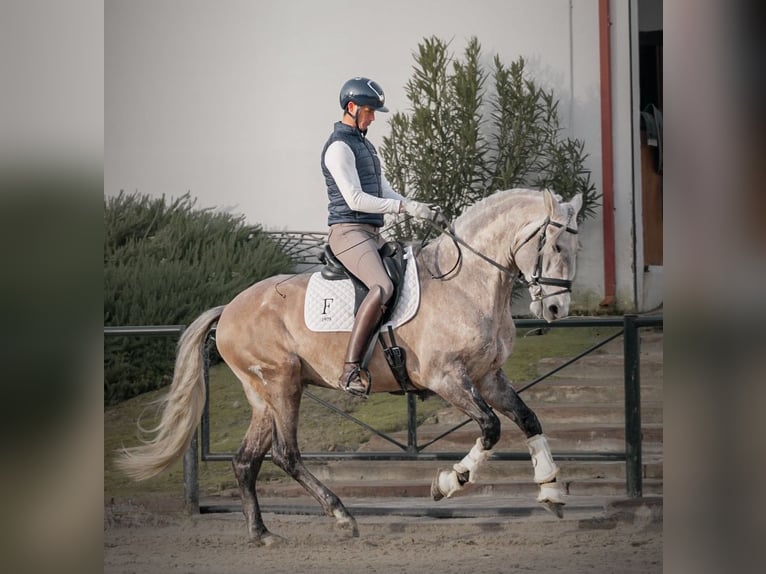 Lusitano Ogier 4 lat 165 cm  in Santa Perpetua de Mogoda