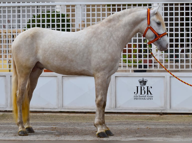 Lusitano Ogier 4 lat 165 cm Perlino in Oro Verde