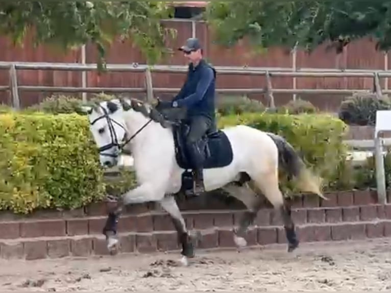 Lusitano Ogier 4 lat 165 cm Siwa in Santa Perpetua de Mogoda