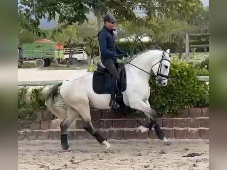 Lusitano Ogier 4 lat 165 cm Siwa in Santa Perpetua de Mogoda