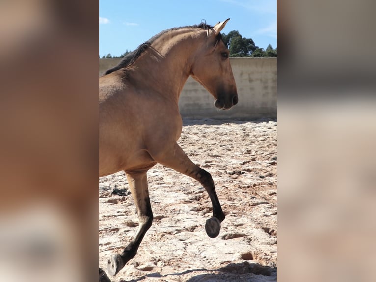 Lusitano Ogier 4 lat 166 cm Bułana in Rio Maior
