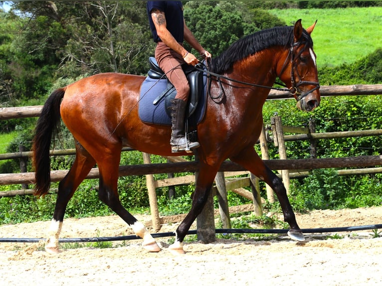 Lusitano Ogier 4 lat 168 cm Gniada in Rbamar