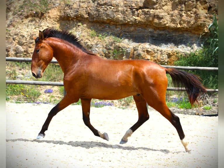 Lusitano Ogier 4 lat 168 cm Gniada in Rbamar