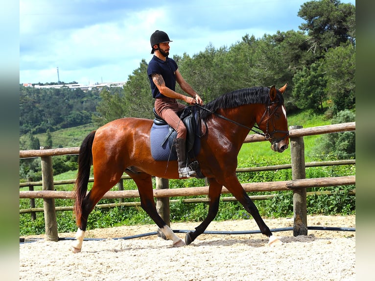 Lusitano Ogier 4 lat 168 cm Gniada in Rbamar