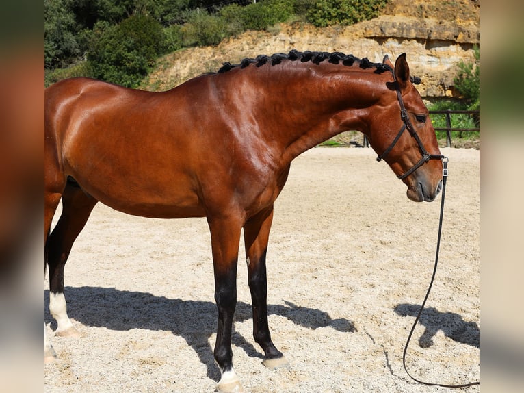 Lusitano Ogier 4 lat 168 cm Gniada in Rbamar