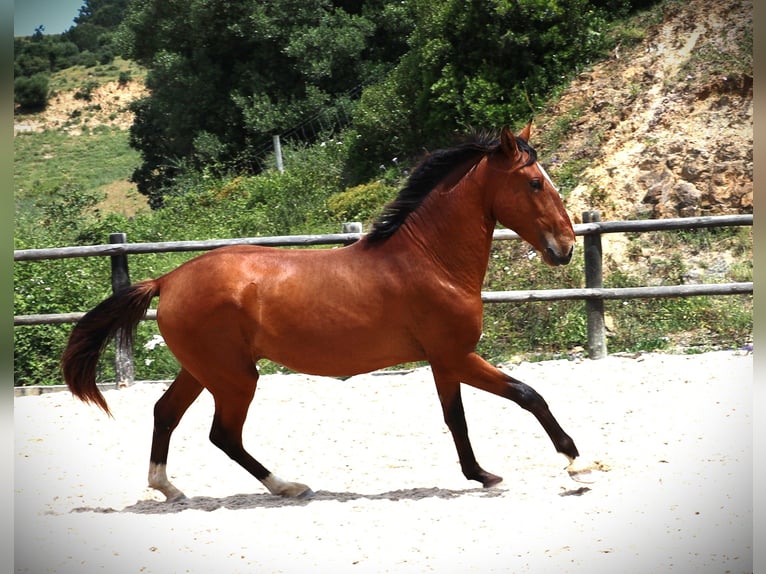 Lusitano Ogier 4 lat 168 cm Gniada in Rbamar
