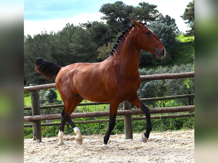 Lusitano Ogier 4 lat 168 cm Gniada in Rbamar