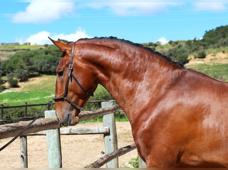 Lusitano Ogier 4 lat 168 cm Gniada in Rbamar