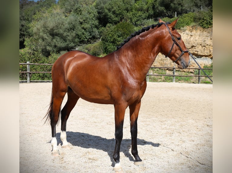 Lusitano Ogier 4 lat 168 cm Gniada in Rbamar