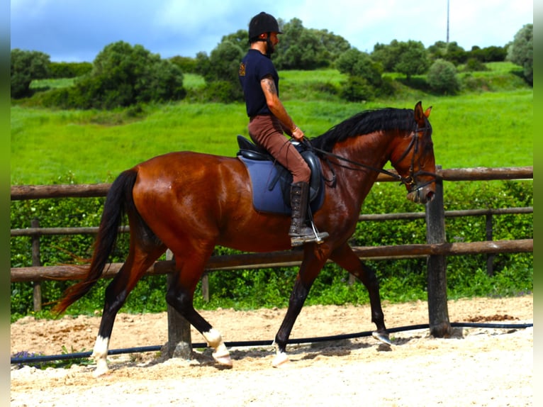 Lusitano Ogier 4 lat 168 cm Gniada in Rbamar